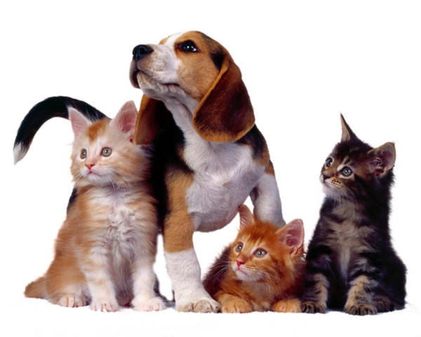 Animales